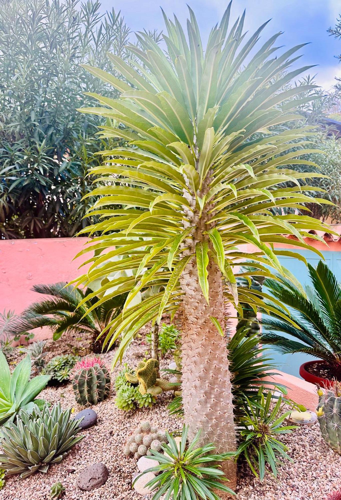 אורוסיי Il Giardino Davanti Al Mare מראה חיצוני תמונה